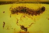 Fossil Centipede (Chilopoda) & Springtail (Collembola) Baltic Amber #142240-2